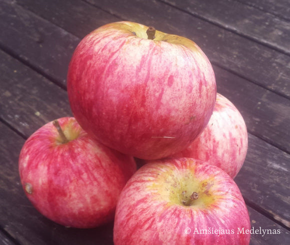 Vasarinė obelis Izbranica (vazone)