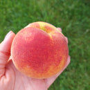 Persikas Vigril (vazone)-1