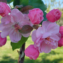 Rojaus obelis Brandywine (vazone)-3