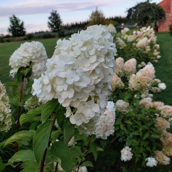 Šluotelinė hortenzija Polar Bear