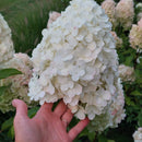 Šluotelinė hortenzija Polar Bear-3