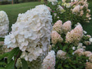 Šluotelinė hortenzija Polar Bear-5