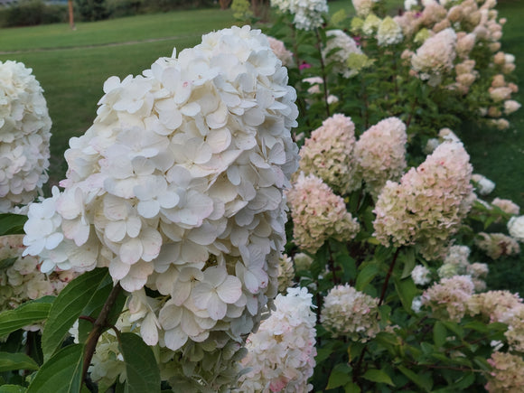 Šluotelinė hortenzija Polar Bear