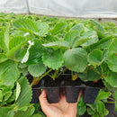 Braškė Senga Sengana (10 vnt. braškių daigų)-2