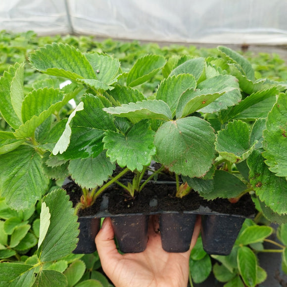 Braškė Senga Sengana (10 vnt. braškių daigų)