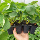 Braškė Honeyoe (10 vnt. braškių daigų)-3