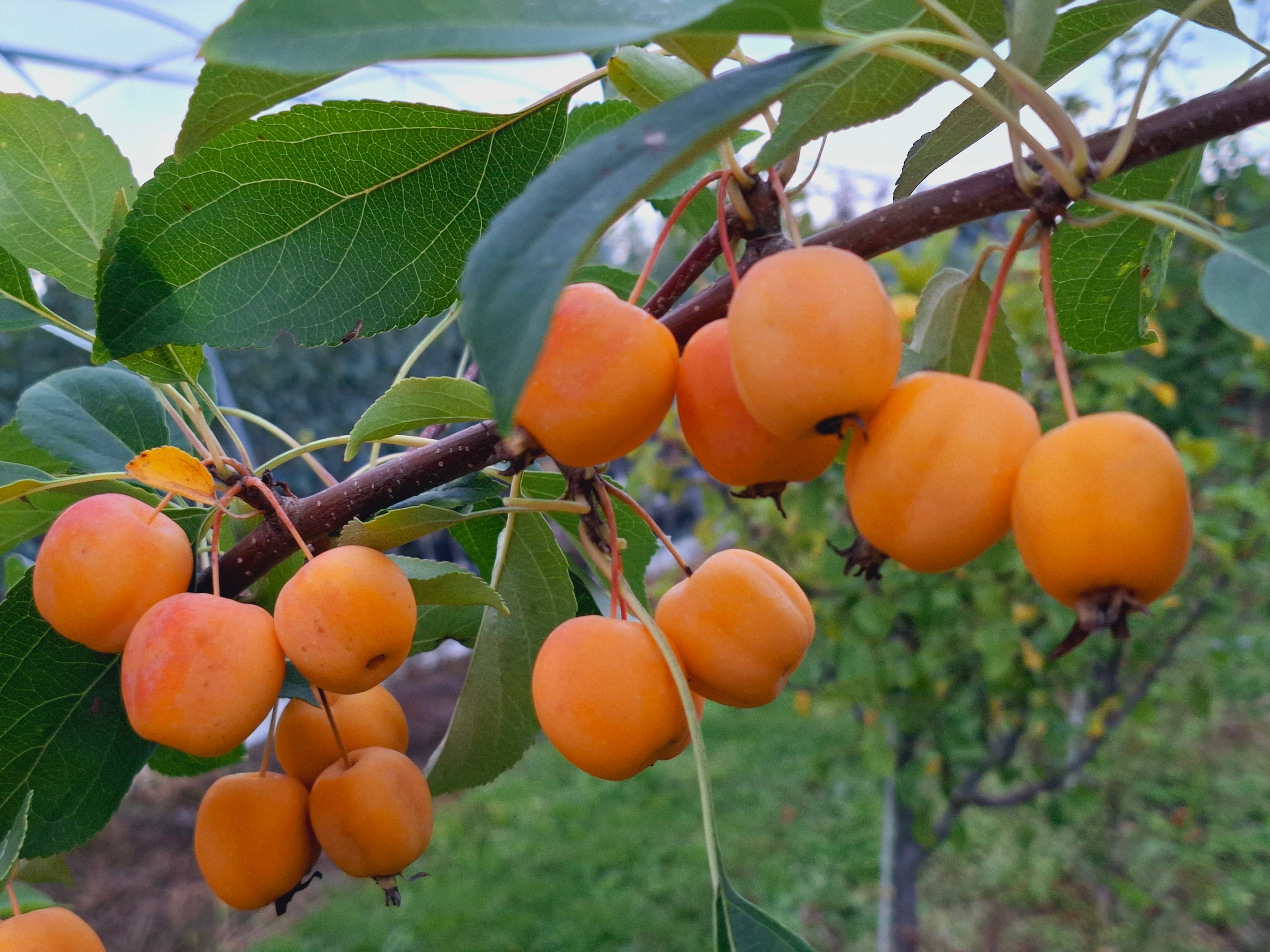 Rojaus obelis Butterball (vazone)