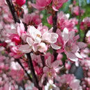 Rojaus obelis  Ola-3