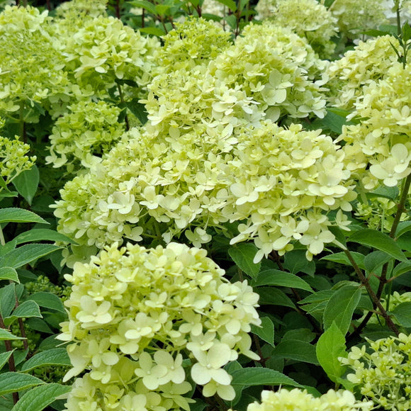 Šluotelinė hortenzija Limelight