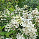 Šluotelinė hortenzija  Wim's Red-3