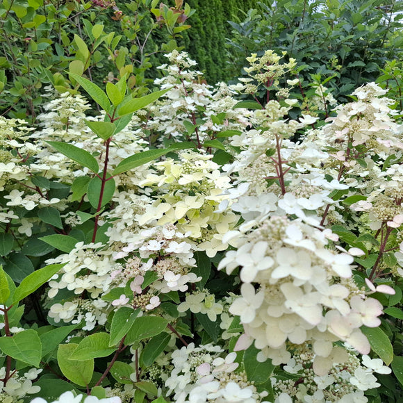 Šluotelinė hortenzija  Wim's Red