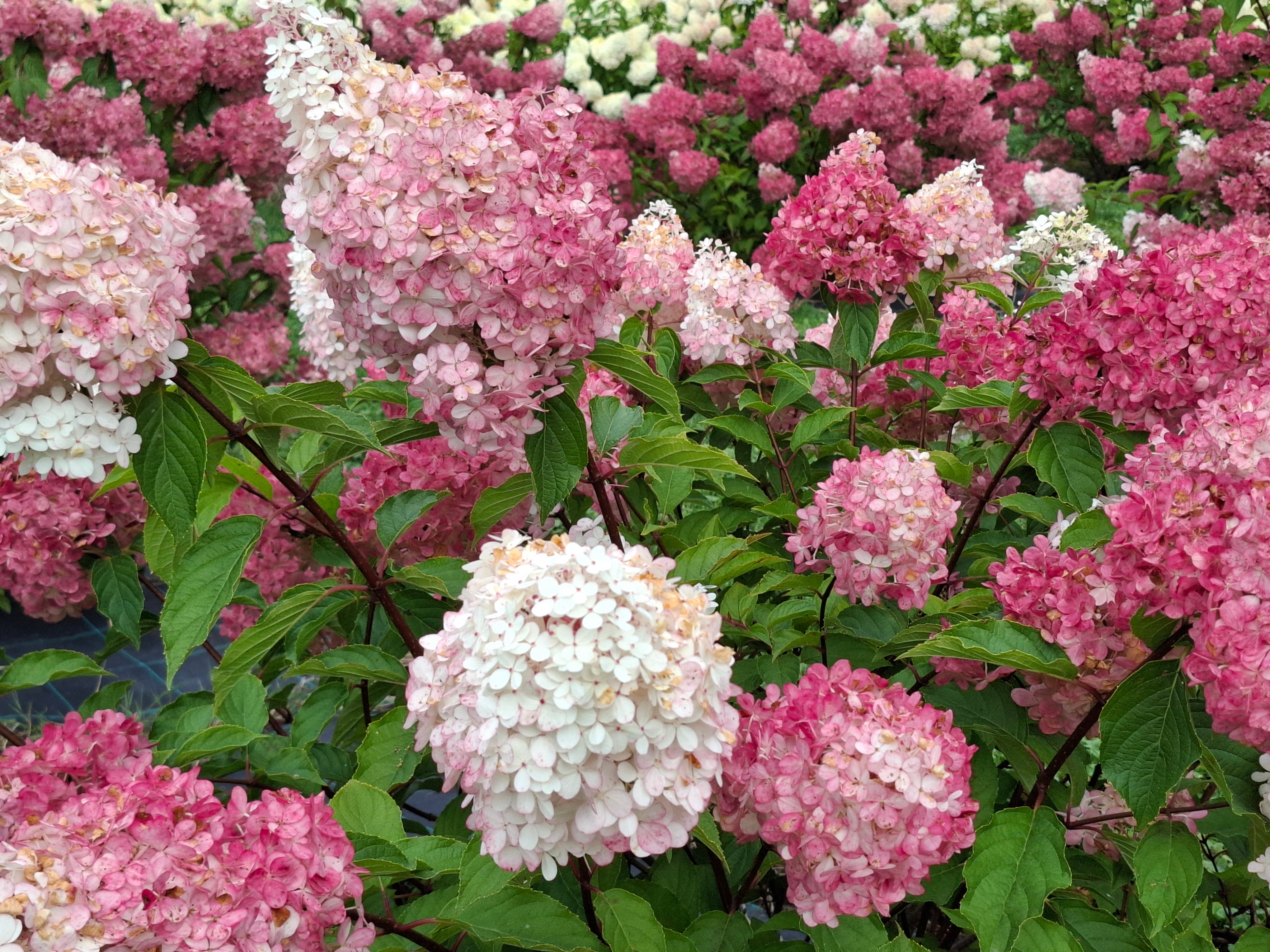 Šluotelinė hortenzija Vanille Fraise