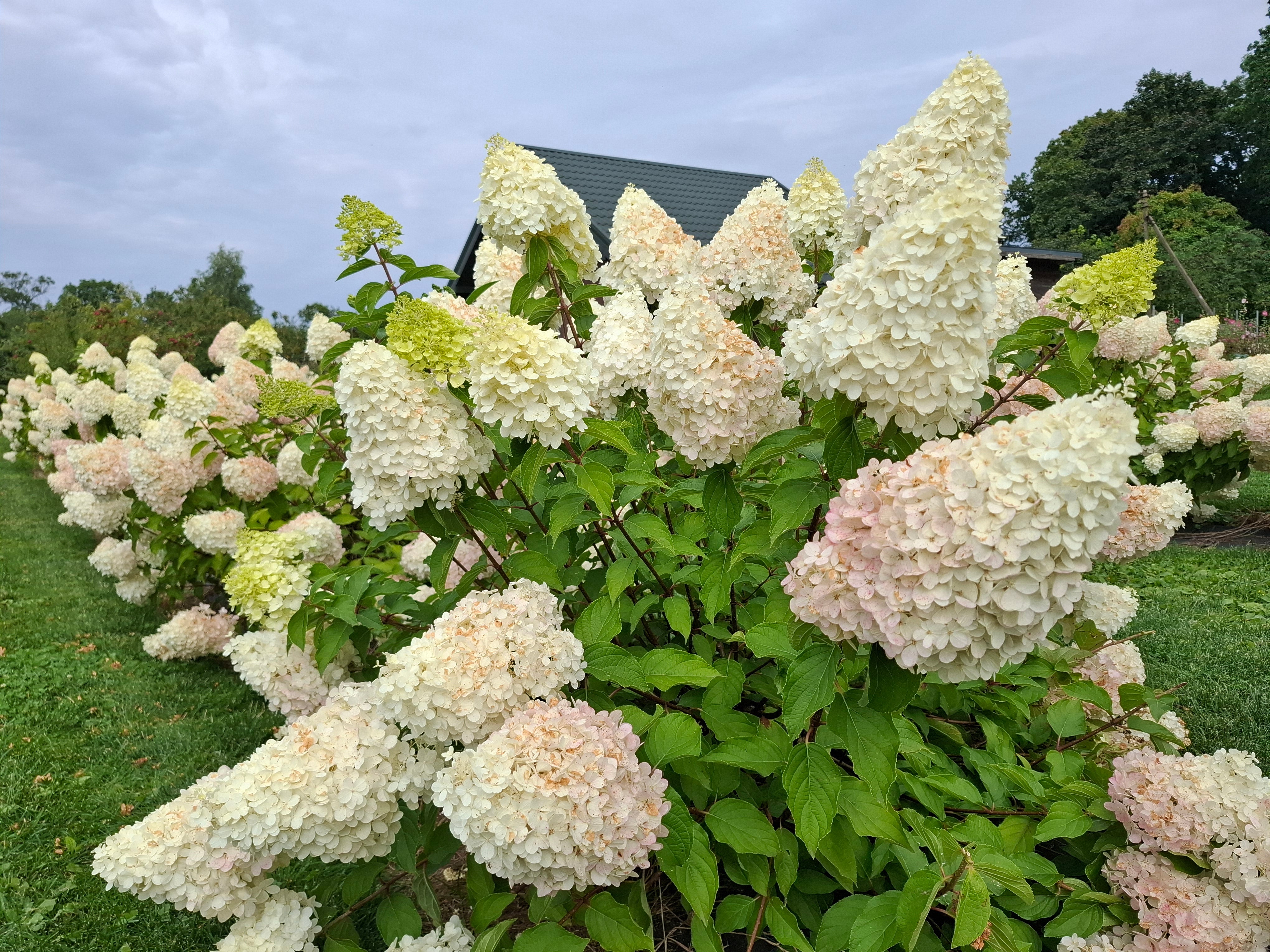 Šluotelinė hortenzija Polar Bear