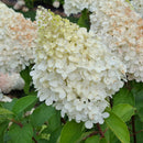 Šluotelinė hortenzija Polar Bear-1
