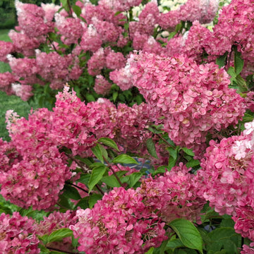 Šluotelinė hortenzija Vanille Fraise