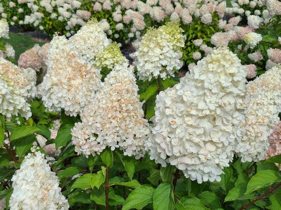 Šluotelinė hortenzija Polar Bear