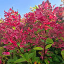 Šluotelinė hortenzija  Wim's Red-4