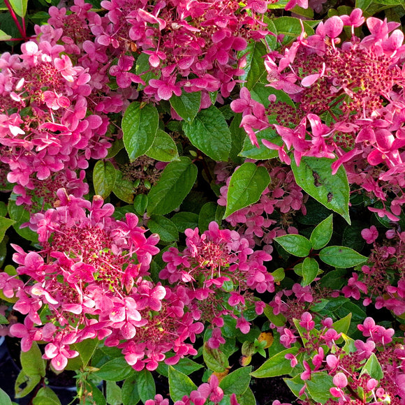 Šluotelinė hortenzija  Wim's Red