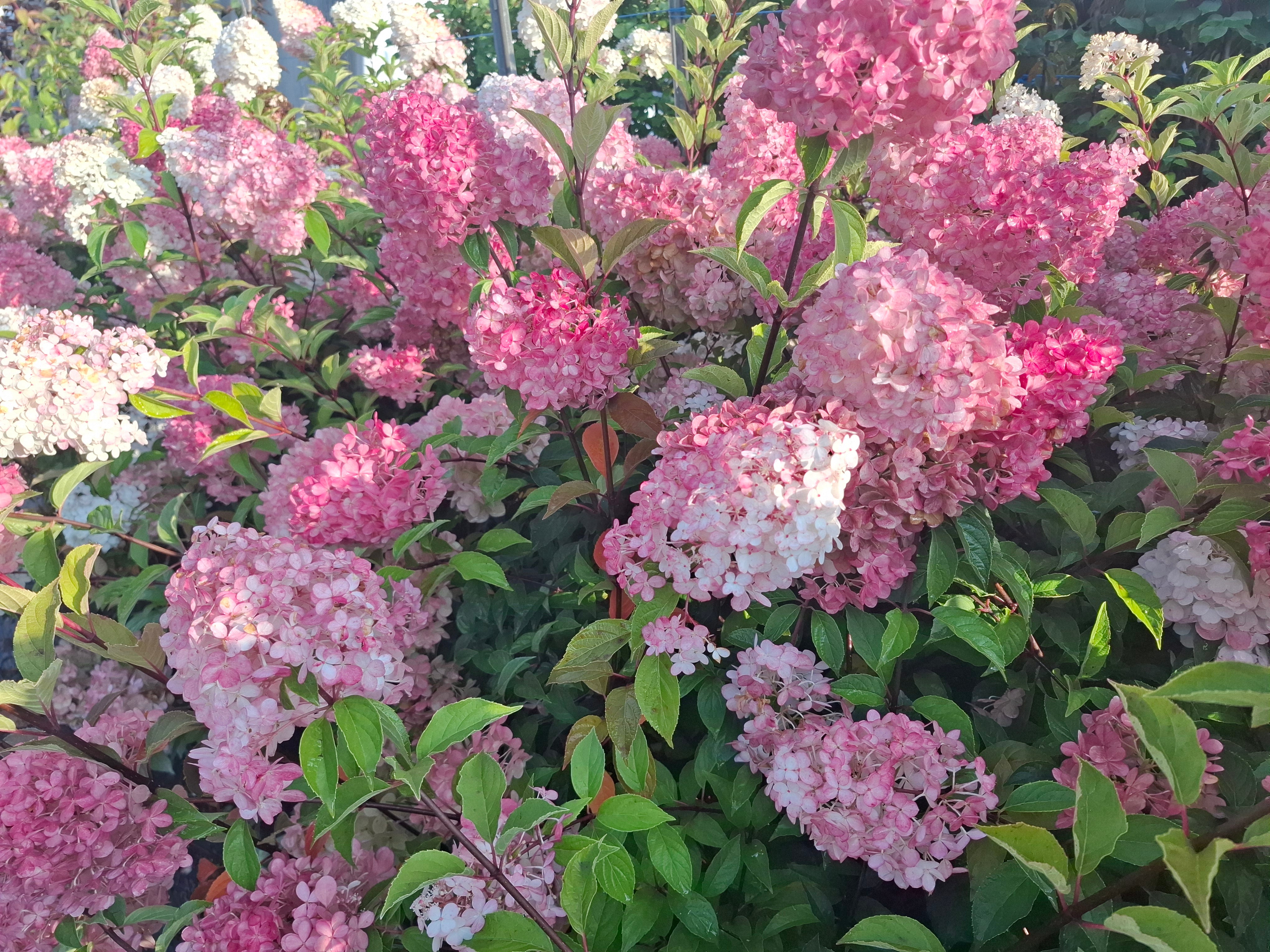 Šluotelinė hortenzija Sundae Fraise