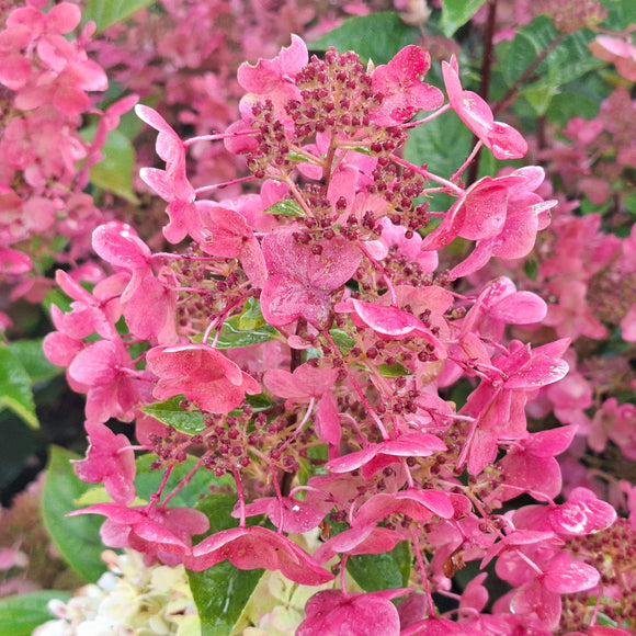 Šluotelinė hortenzija  Wim's Red