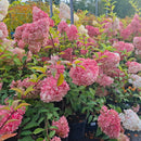 Šluotelinė hortenzija Sundae Fraise-2