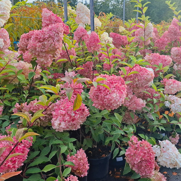 Šluotelinė hortenzija Sundae Fraise