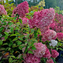 Šluotelinė hortenzija Sundae Fraise-1