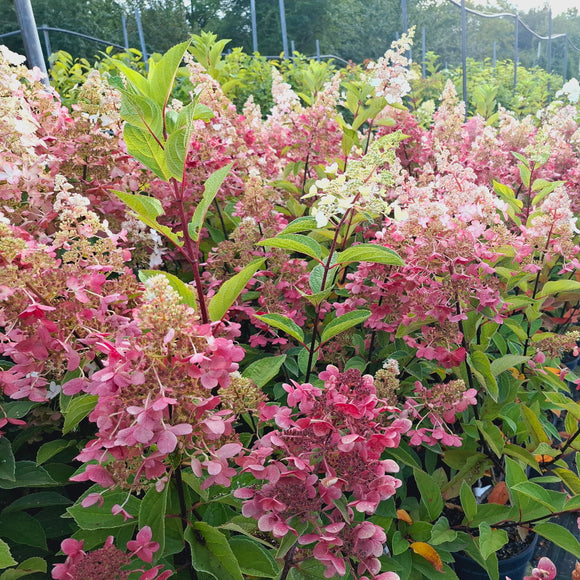 Šluotelinė hortenzija Candlelight