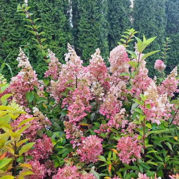 Šluotelinė hortenzija Candlelight