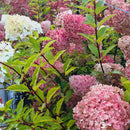 Šluotelinė hortenzija Sundae Fraise-3