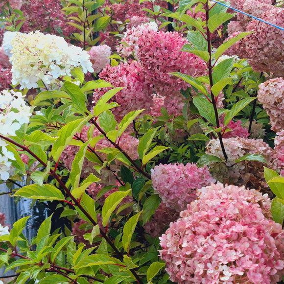 Šluotelinė hortenzija Sundae Fraise