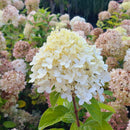 Šluotelinė hortenzija Bombshell-3