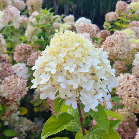 Šluotelinė hortenzija Bombshell