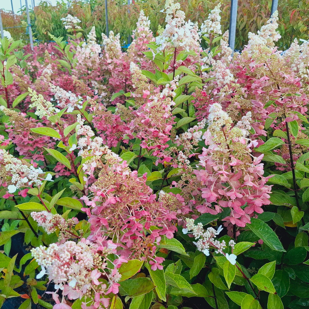 Šluotelinė hortenzija Candlelight