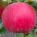 Rudeninė obelis Belana (vazone)-1