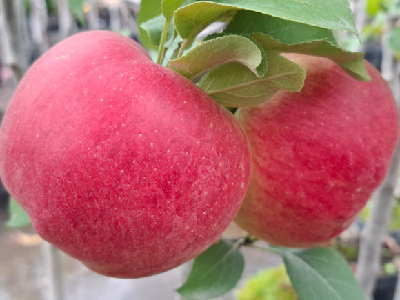 Rudeninė obelis Belana (vazone)