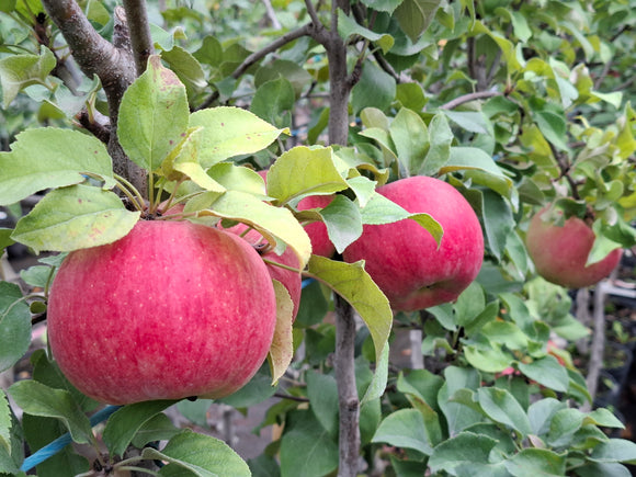 Rudeninė obelis Belana (vazone)