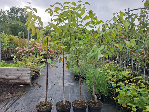 Trešnė Sweet Stefani (vazone)