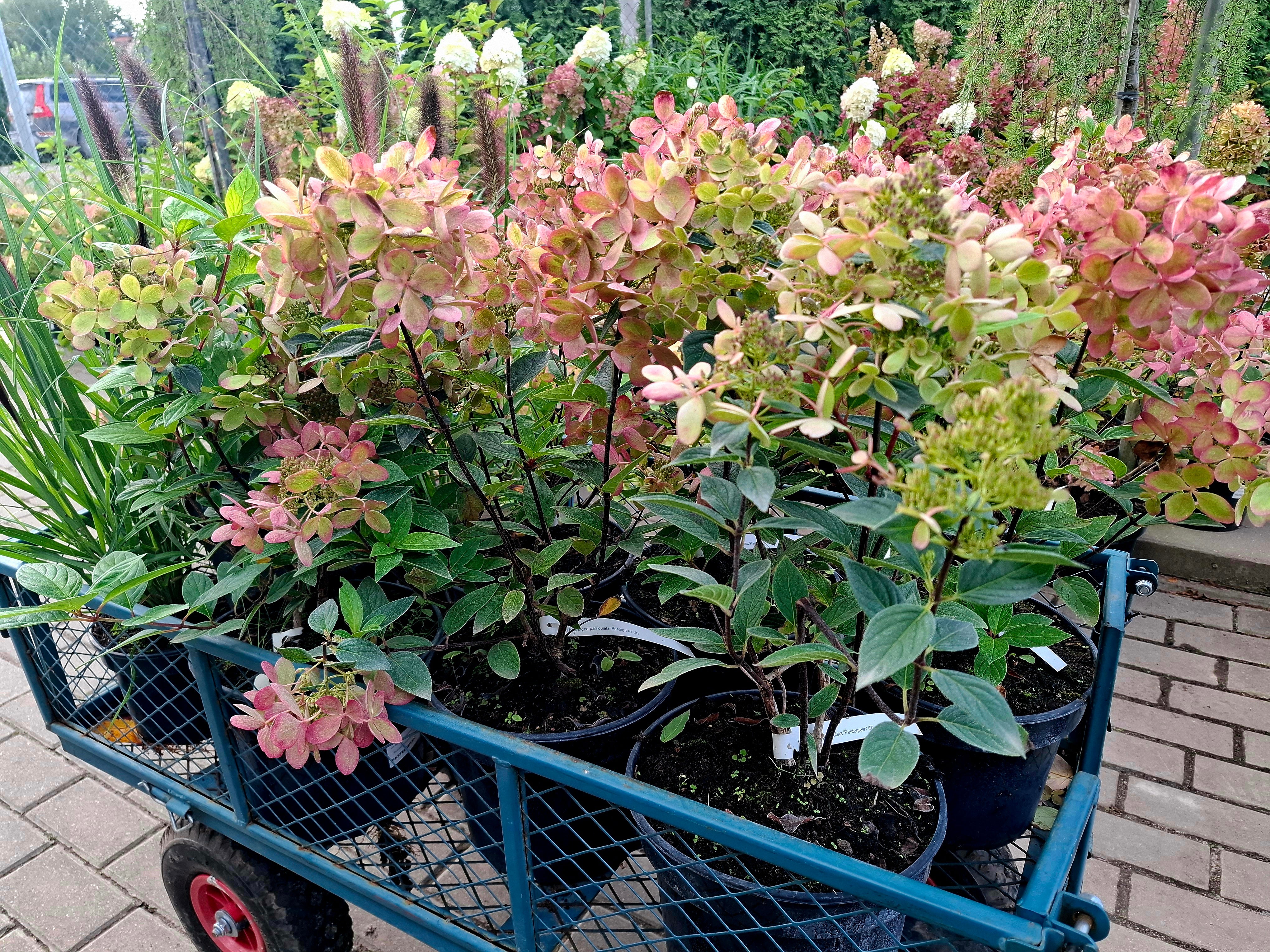 Šluotelinė hortenzija Pastelgreen