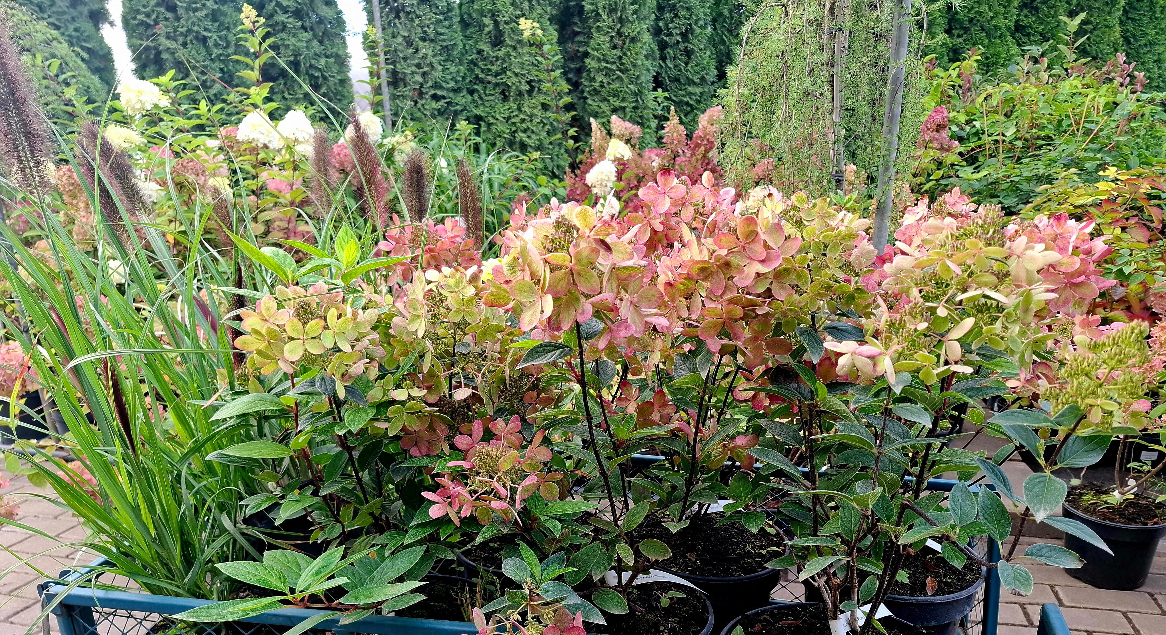 Šluotelinė hortenzija Bombshell