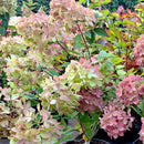 Šluotelinė hortenzija Bombshell-2