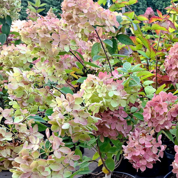 Šluotelinė hortenzija Bombshell