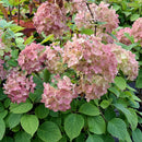 Šluotelinė hortenzija Bombshell-1
