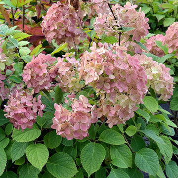 Šluotelinė hortenzija Bombshell