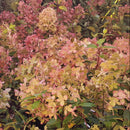 Šluotelinė hortenzija Pastelgreen-5