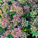 Šluotelinė hortenzija Pastelgreen-1