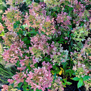 Šluotelinė hortenzija Pastelgreen