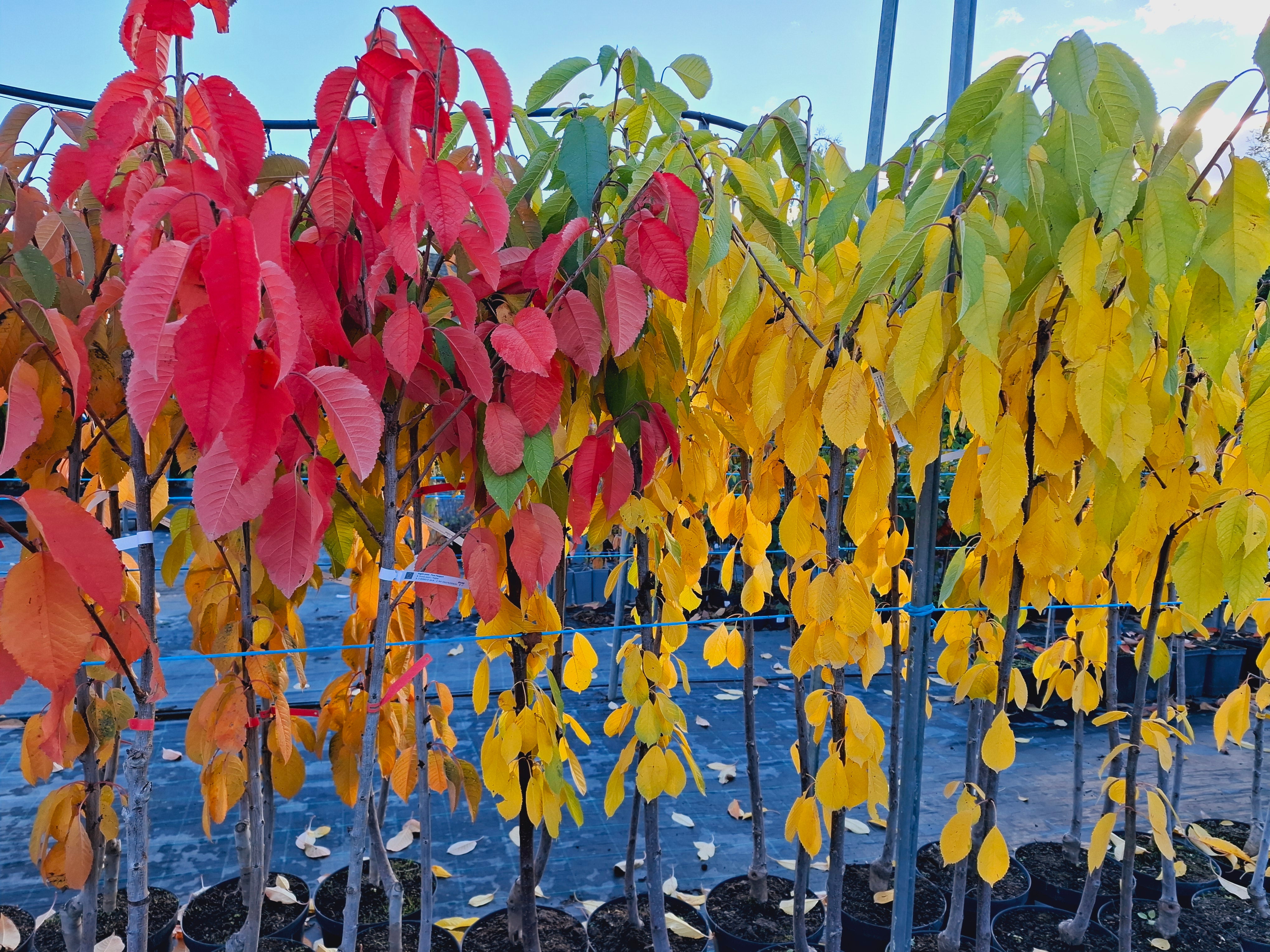 Sveikiname su kovo 11 -ąja!