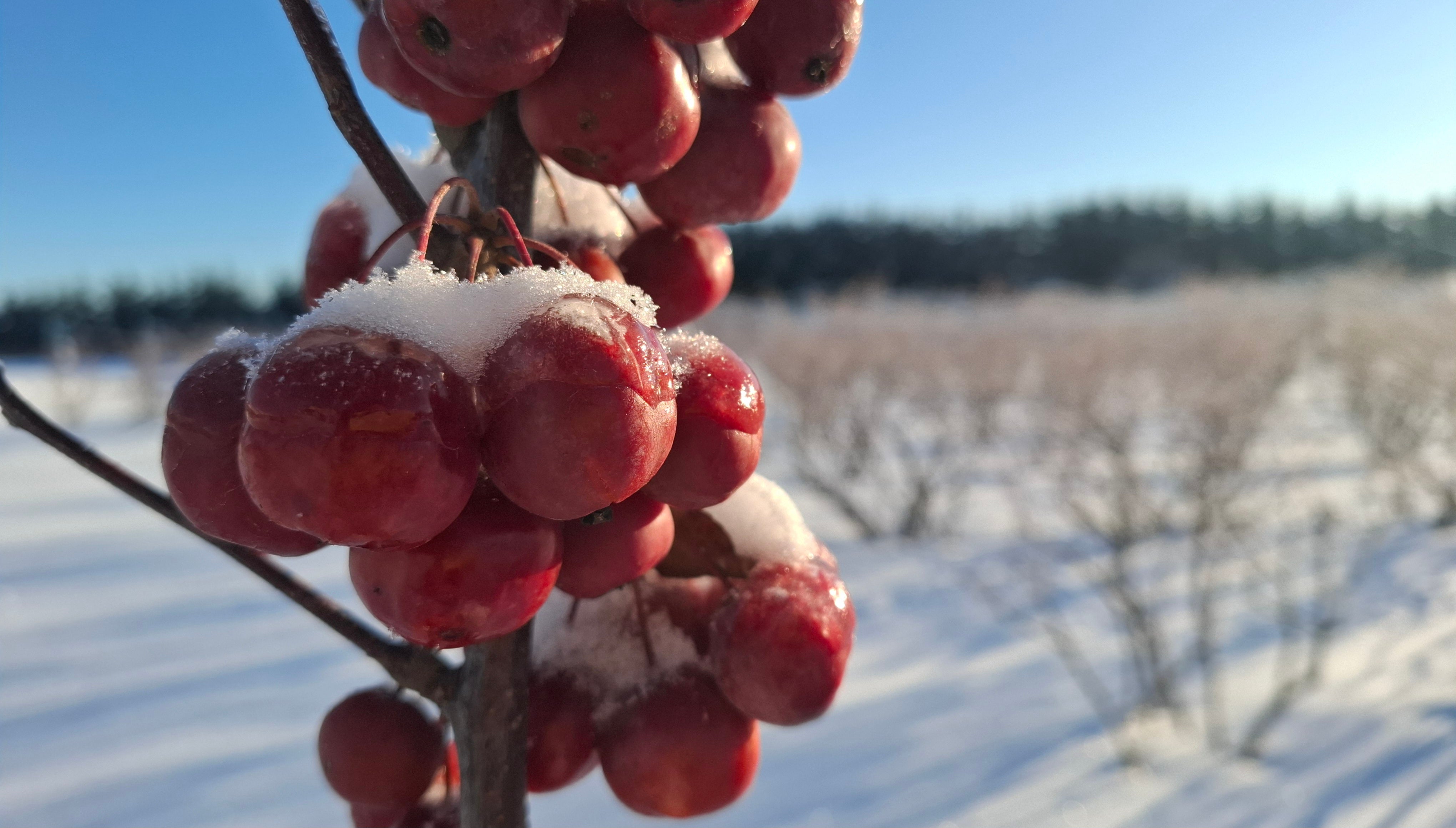 Išankstiniai internetiniai užsakymai nuo vasario 10 dienos