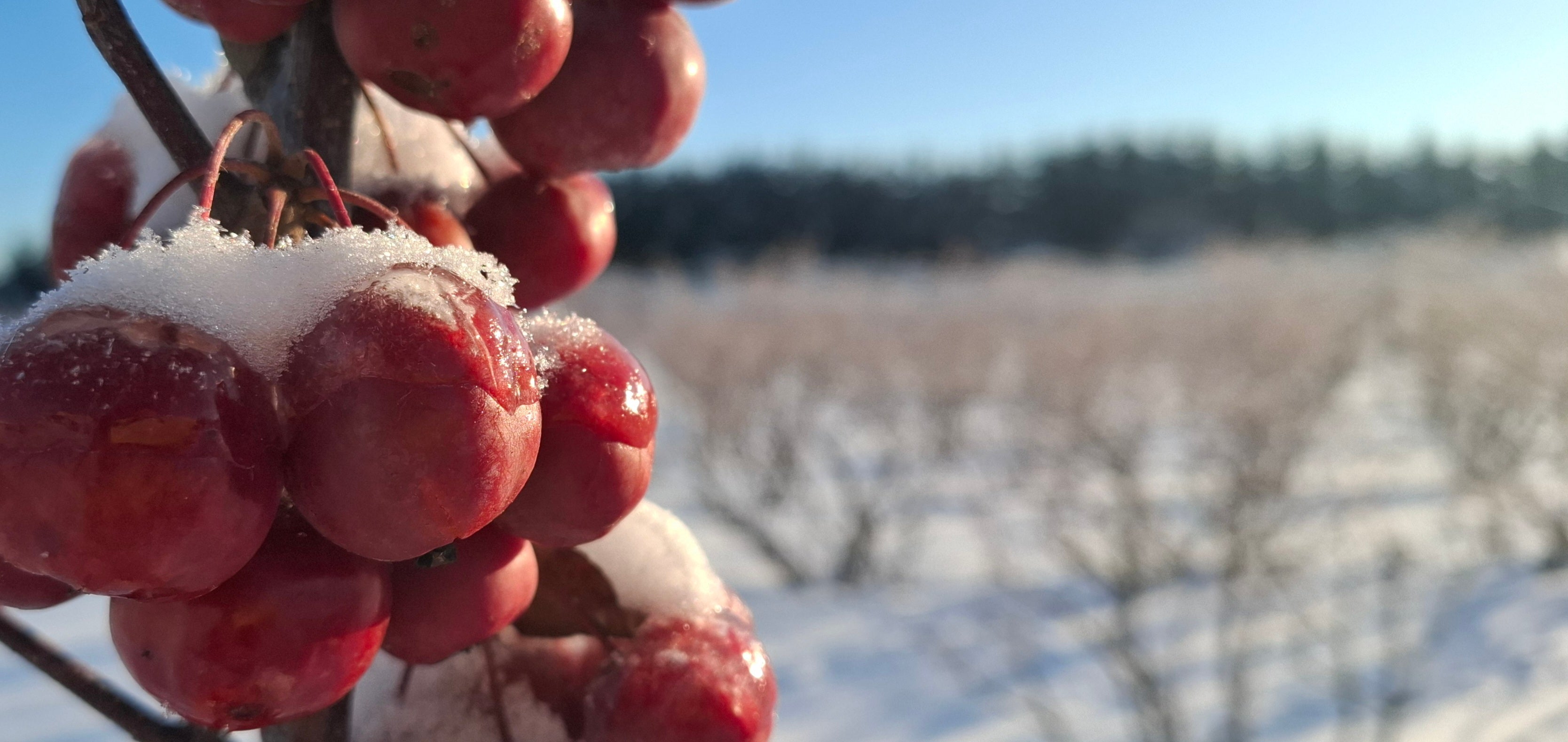 Išankstiniai internetiniai užsakymai nuo vasario 10 dienos